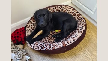 Visit from Sid the puppy at Nottingham care home